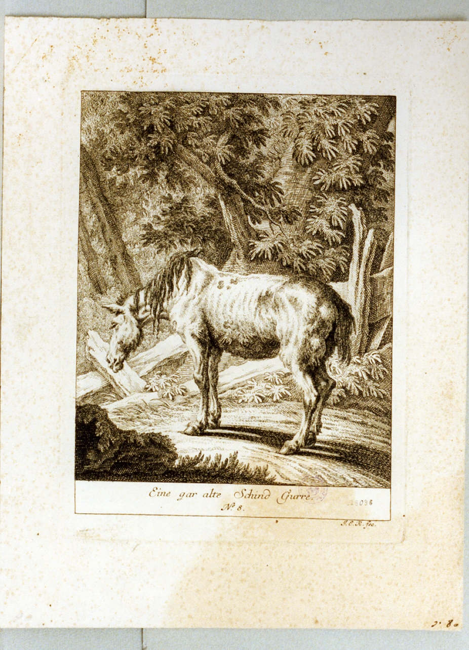 cavallo (stampa) di Ridinger Johann Elias (sec. XVIII)