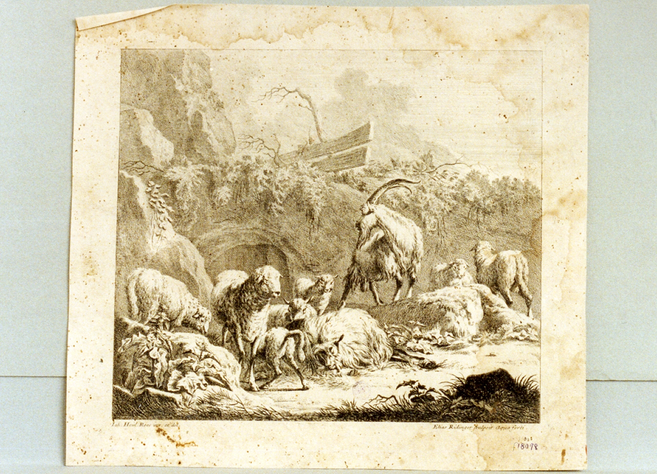 animali (stampa) di Roos Johann Heinich (sec. XVIII)