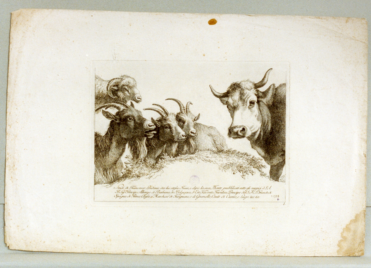 studi di animali (stampa) di Londonio Francesco (sec. XVIII)