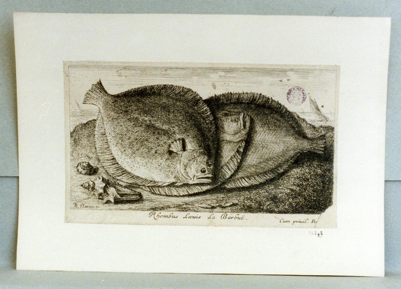 pesci (stampa) di Flamen Albert (sec. XVII)