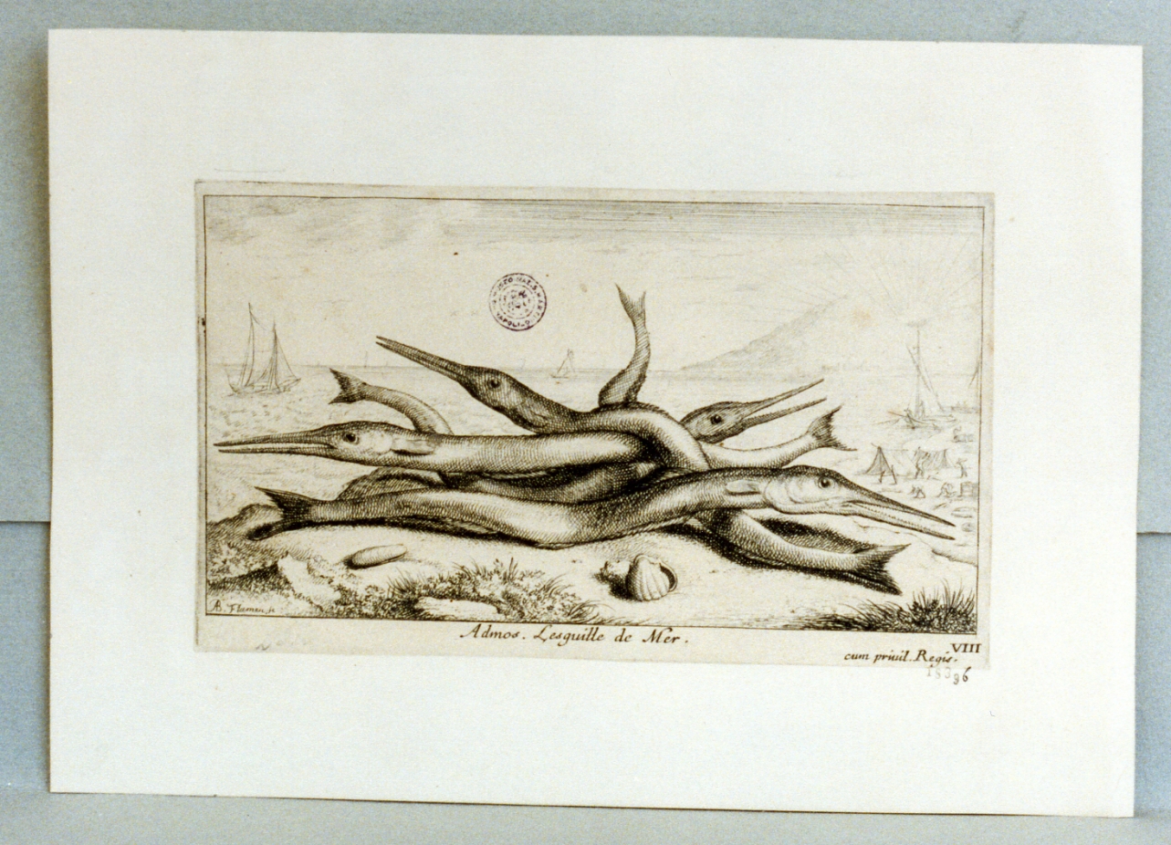 pesci (stampa) di Flamen Albert (sec. XVII)