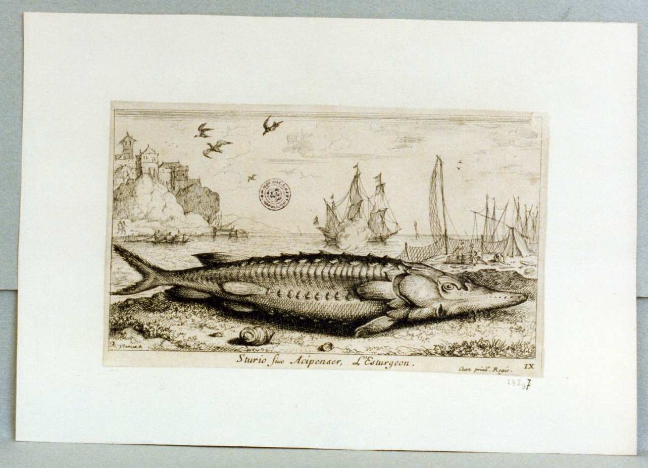 pesce (stampa) di Flamen Albert (sec. XVII)