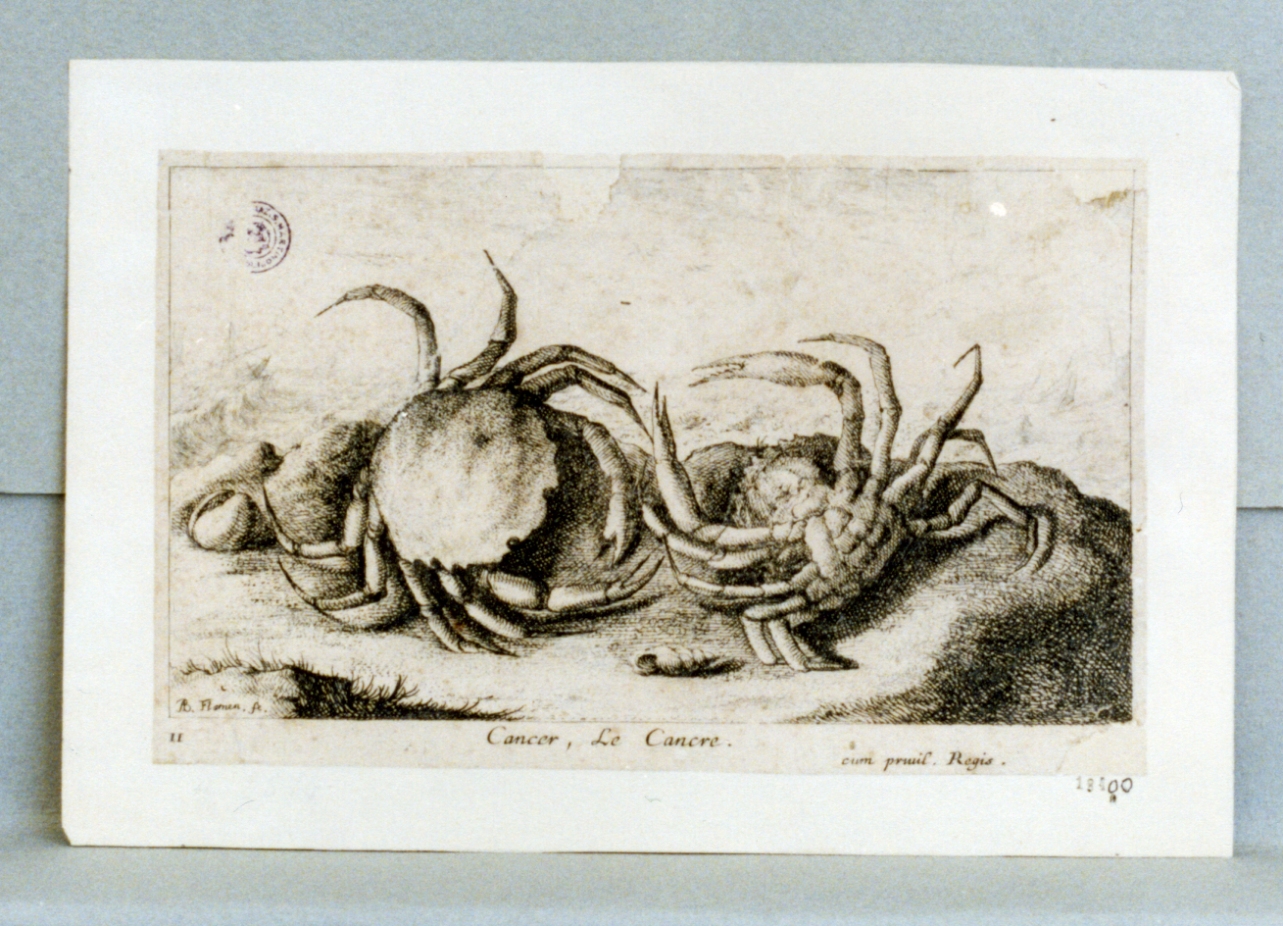 granchi (stampa) di Flamen Albert (sec. XVII)