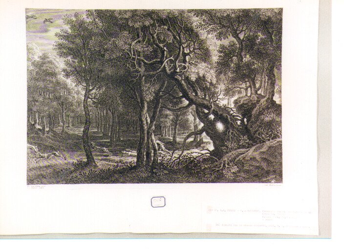 paesaggio con alberi (stampa) di Rubens Pieter Paul, Bolswert Schelte Adams (sec. XVII)
