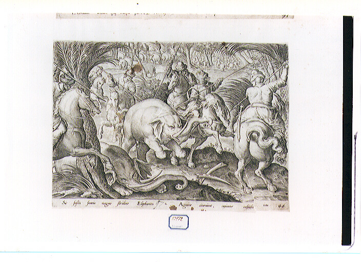 caccia all'elefante (stampa) di Galle Philip (CERCHIA), Van der Straet Jan detto Giovanni Stradano (sec. XVI)