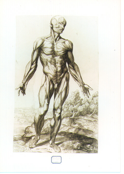 figura anatomica (stampa) di Vecellio Tiziano, Bonaveri Domenico Maria (seconda metà sec. XVII)