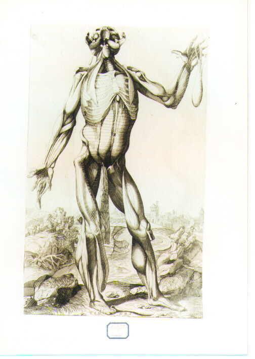 figura anatomica (stampa) di Bonaveri Domenico Maria, Vecellio Tiziano (seconda metà sec. XVII)