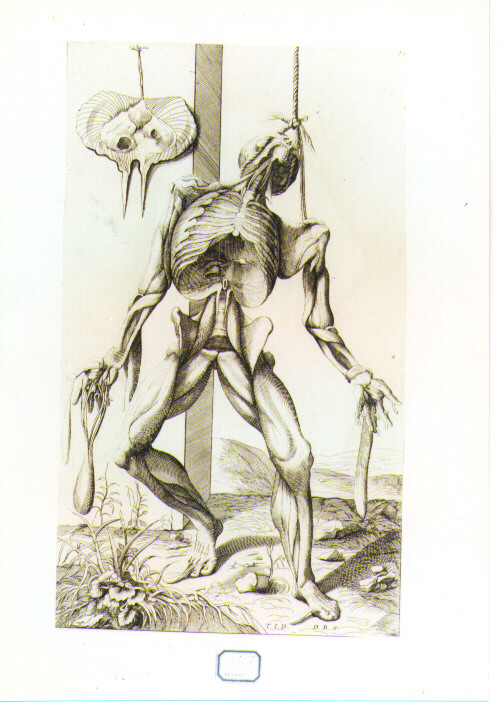 figura anatomica (stampa) di Vecellio Tiziano, Bonaveri Domenico Maria (seconda metà sec. XVII)