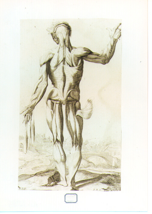 figura anatomica (stampa) di Bonaveri Domenico Maria, Vecellio Tiziano (seconda metà sec. XVII)