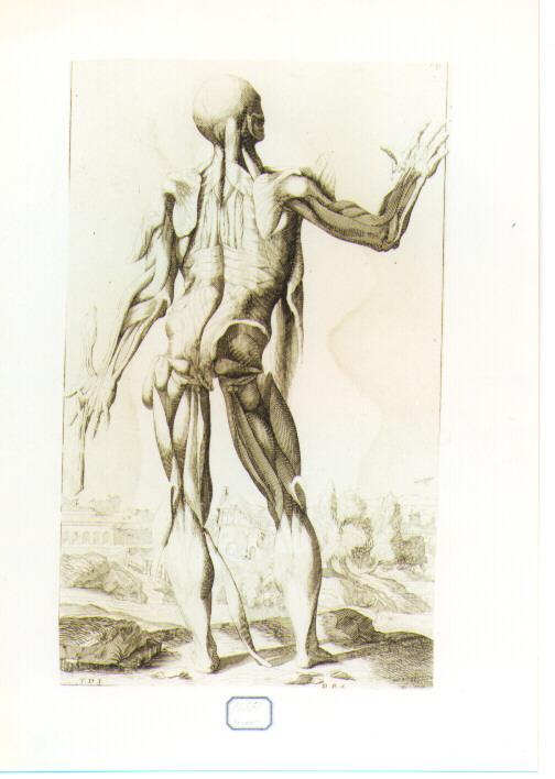 figura anatomica (stampa) di Vecellio Tiziano, Bonaveri Domenico Maria (seconda metà sec. XVII)
