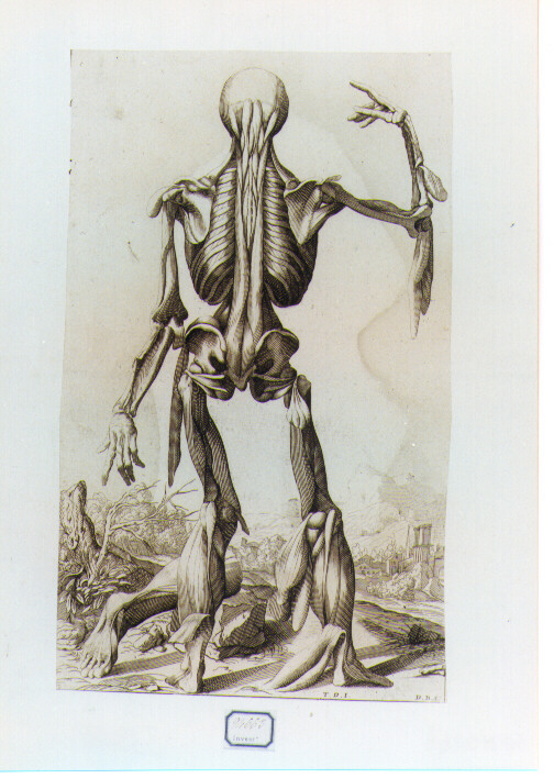figura anatomica (stampa) di Bonaveri Domenico Maria, Vecellio Tiziano (seconda metà sec. XVII)