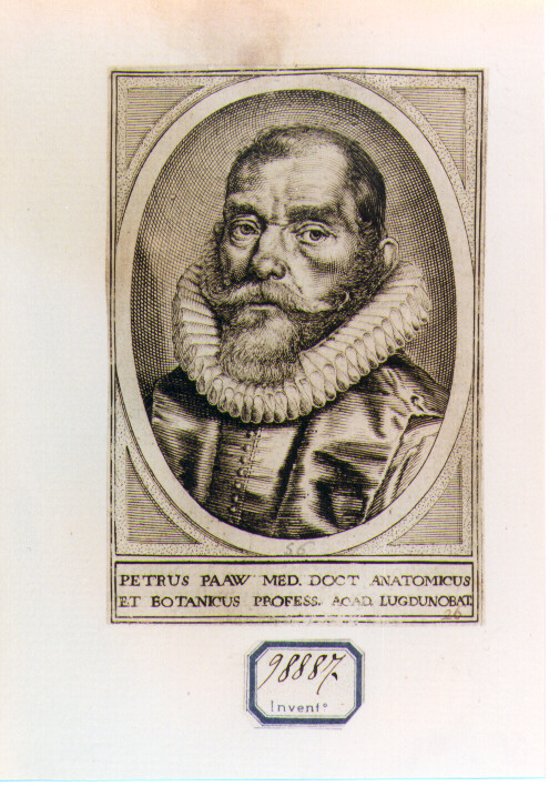 RITRATTO DI PETRUS PAAW (stampa controfondata smarginata) - ambito fiammingo (seconda metà sec. XVII)