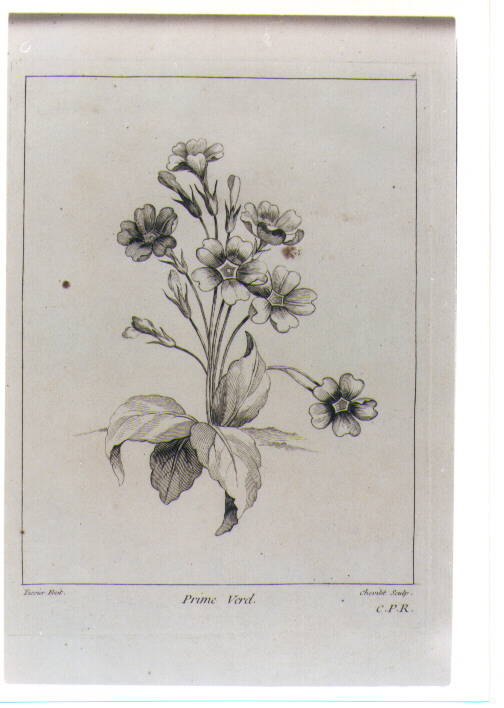 PRIMULA VERDE (stampa) di Tessier Louis, Chevillet Juste (sec. XVIII)