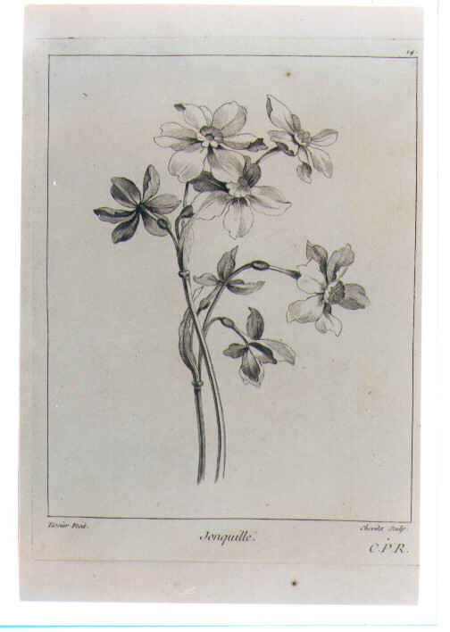 GIUNCHIGLIA (stampa) di Tessier Louis, Chevillet Juste (sec. XVIII)