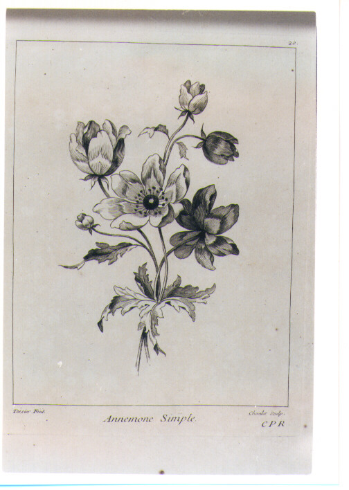 ANEMONE SEMPLICE (stampa) di Tessier Louis, Chevillet Juste (sec. XVIII)