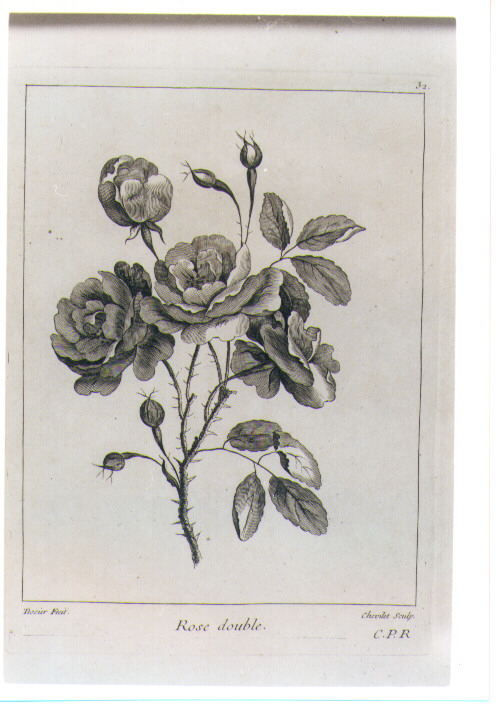 ROSA DOPPIA (stampa) di Tessier Louis, Chevillet Juste (sec. XVIII)