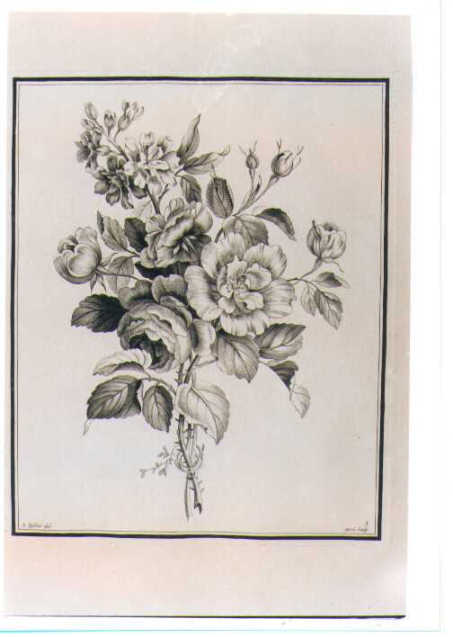 BOUQUET DI FIORI (stampa) di Tessier Louis, Avril Jean Jacques (sec. XVIII)