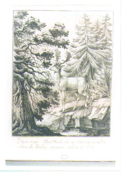 CERVO (stampa) di Winter Joseph Georg (sec. XVIII)