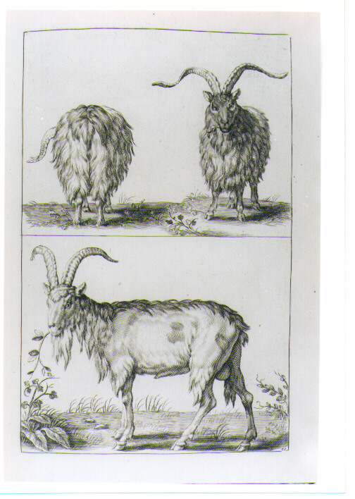 DUE CAPRE (stampa) di Monogrammista S. C. MA, Van Voerst Robert van, Savery Roelant (sec. XVIII)