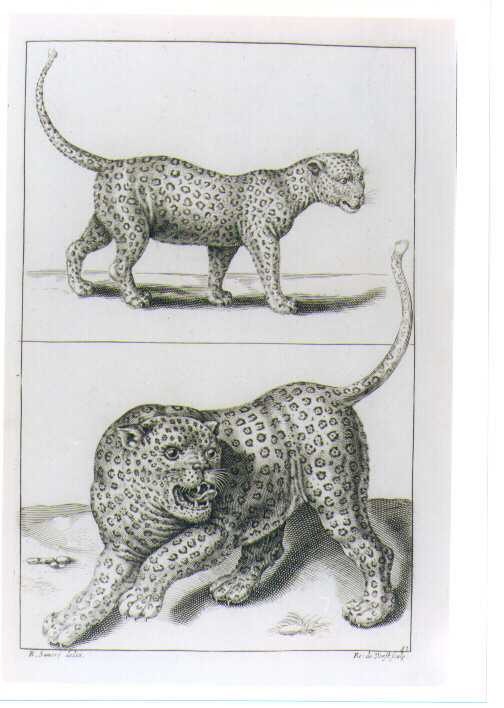 DUE LEOPARDI (stampa) di Monogrammista S. C. MA, Van Voerst Robert van, Savery Roelant (sec. XVIII)