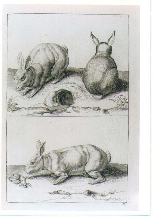 TRE CONIGLI (stampa) di Monogrammista S. C. MA, Van Voerst Robert van, Savery Roelant (sec. XVIII)