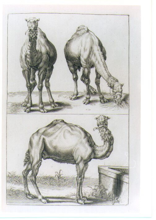 DUE DROMEDARI (stampa) di Monogrammista S. C. MA, Van Voerst Robert van, Savery Roelant (sec. XVIII)