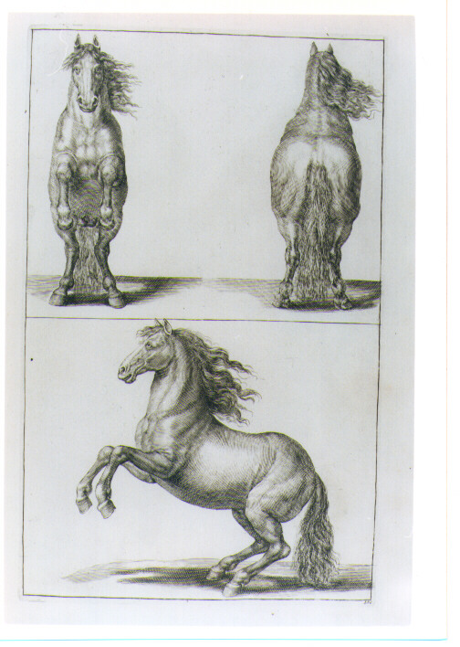 TRE CAVALLI (stampa) di Monogrammista S. C. MA, Van Voerst Robert van, Savery Roelant (sec. XVIII)