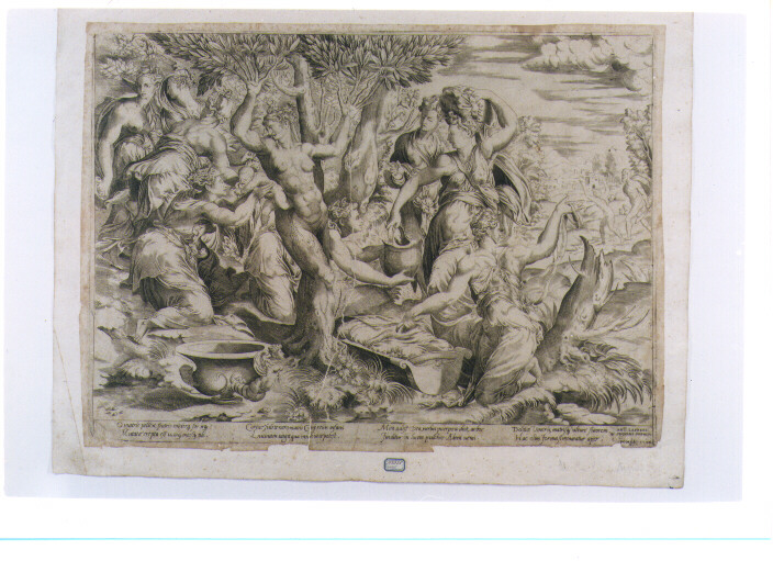 NASCITA DI ADONE (stampa controfondata smarginata) di Raimondi Marcantonio (maniera) (sec. XVI)