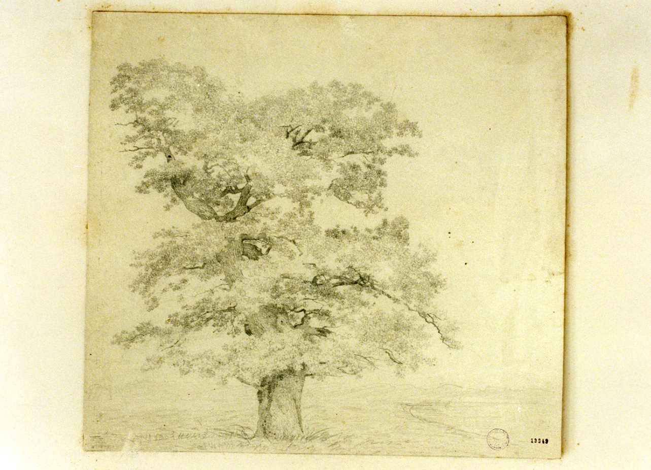 studio di albero (disegno) di Buntzen Heinrich Christian August (sec. XIX)