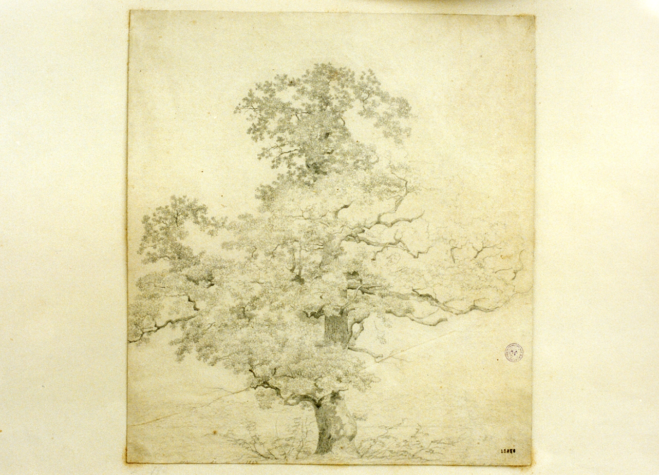 studio di albero (disegno) di Buntzen Heinrich Christian August (sec. XIX)
