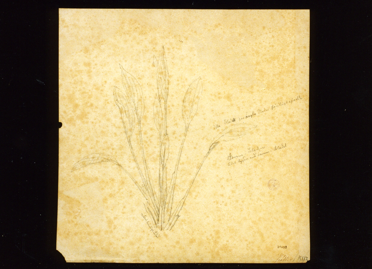 studio di pianta (disegno) di Kobke Christen Schiellerup (sec. XIX)