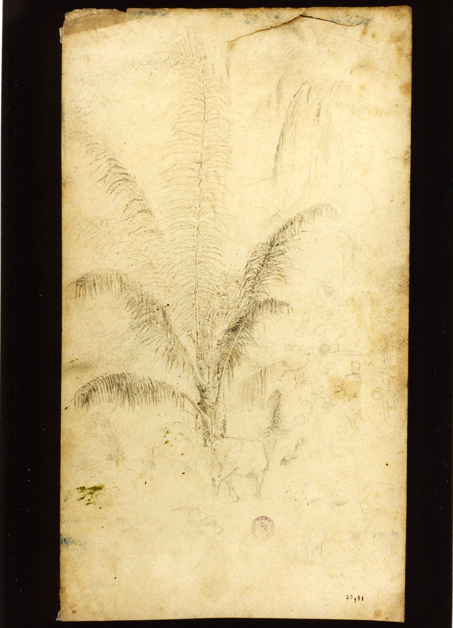 piante equatoriali (disegno) di Melbye Fritz Sigried Georg (sec. XIX)
