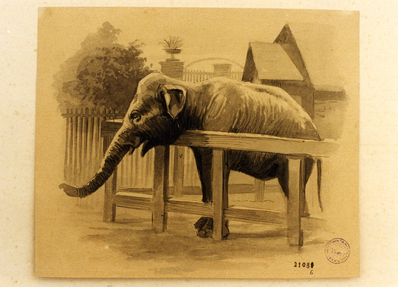 elefante allo zoo (disegno) di Gamborg Knud Frederik (ultimo quarto sec. XIX)