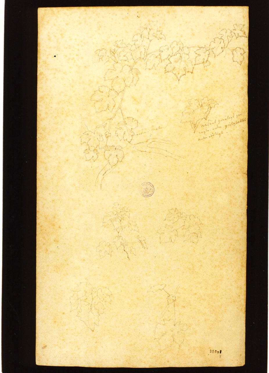 studio di pampini (disegno) di Kobke Christen Schiellerup (sec. XIX)