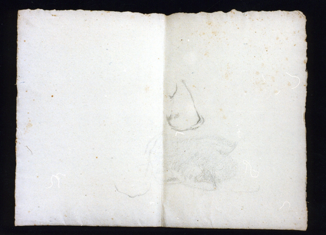 studio di ali (disegno) di Vetri Paolo (fine/inizio secc. XIX/ XX)