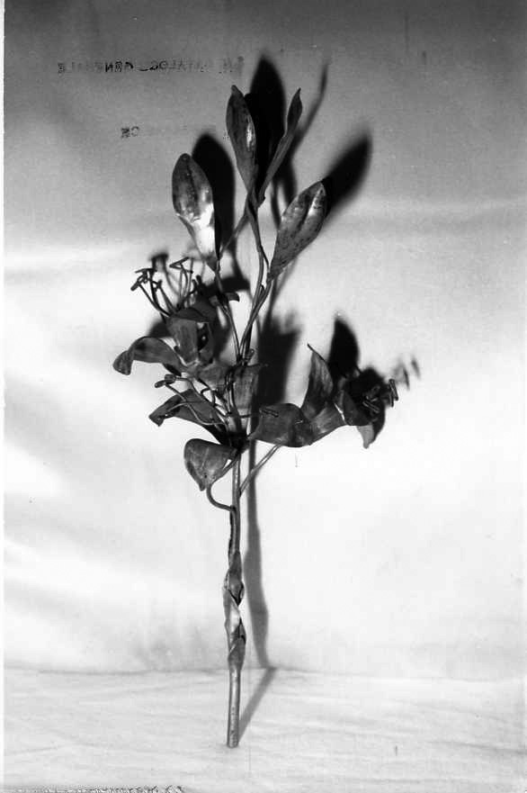 attributo iconografico di immagine sacra - bottega campana (sec. XIX)