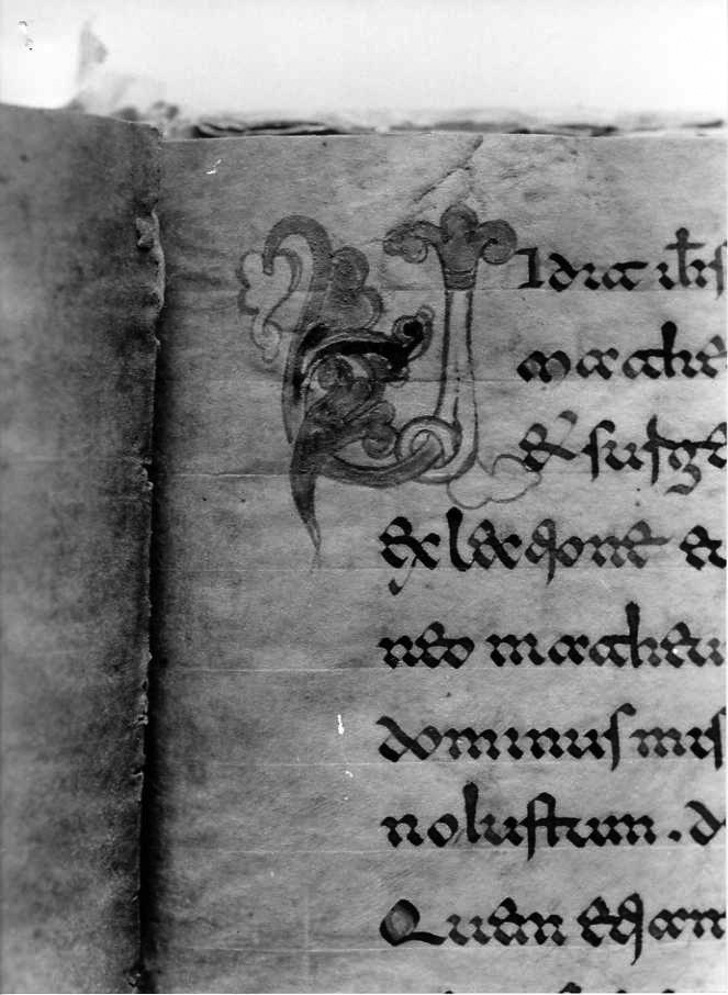 motivo decorativo fitomorfo (miniatura) - ambito cassinese (fine sec. XII)