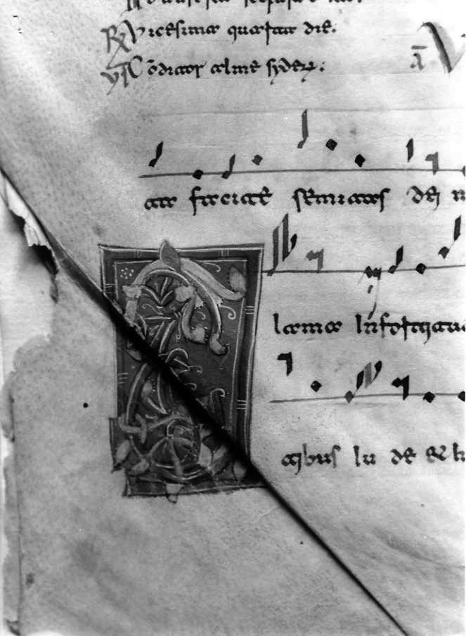 motivo decorativo fitomorfo (miniatura) - ambito cassinese (fine/inizio secc. XII/ XIII)