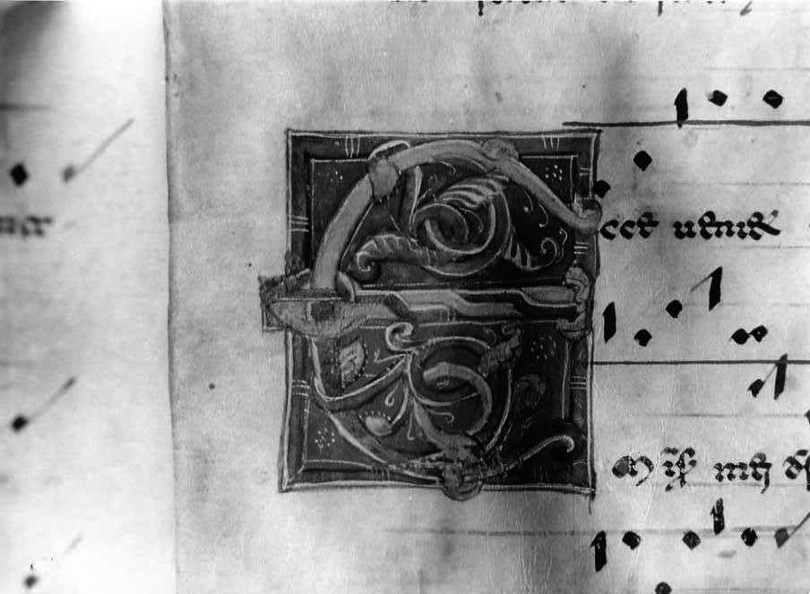 motivo decorativo fitomorfo (miniatura) - ambito cassinese (fine/inizio secc. XII/ XIII)