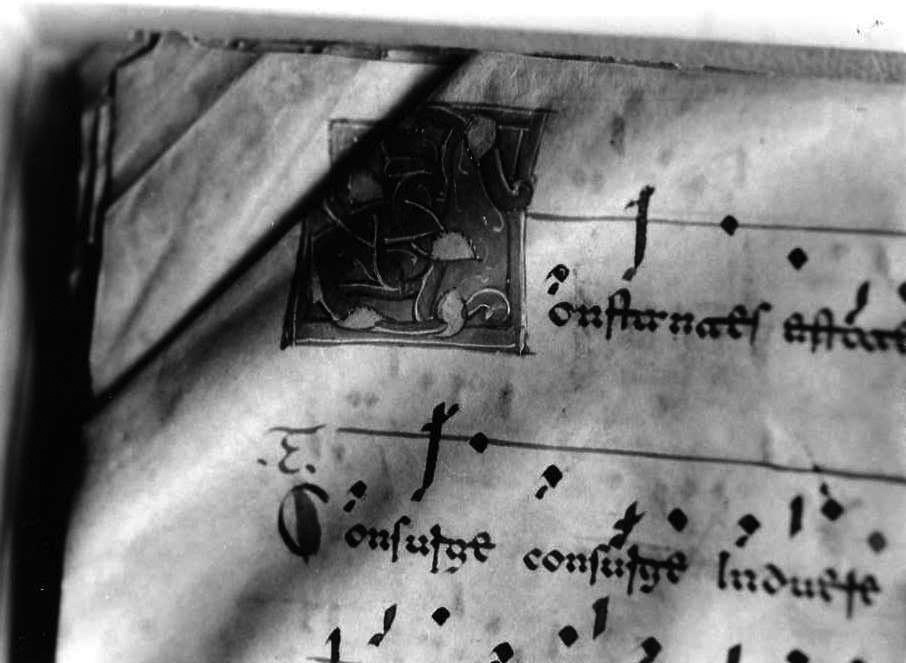 motivo decorativo fitomorfo (miniatura) - ambito cassinese (fine/inizio secc. XII/ XIII)