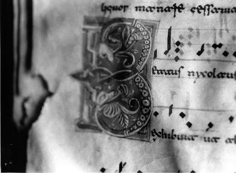 motivi decorativi vegetali e animali (miniatura) - ambito cassinese (fine/inizio secc. XII/ XIII)