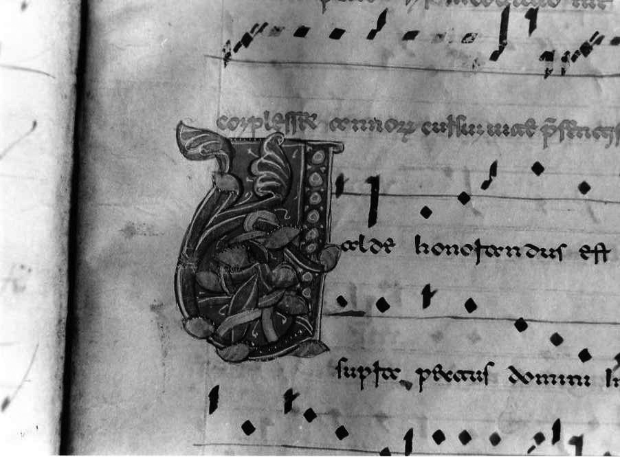 motivo decorativo fitomorfo (miniatura) - ambito cassinese (fine/inizio secc. XII/ XIII)