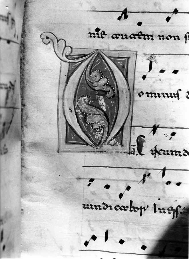 motivo decorativo fitomorfo (miniatura) - ambito cassinese (fine/inizio secc. XII/ XIII)