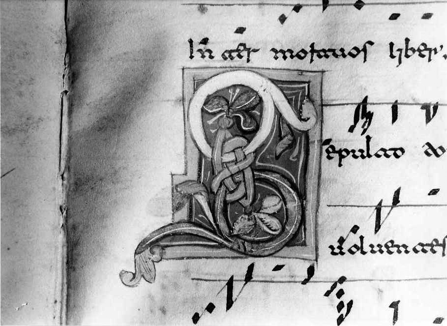 motivo decorativo fitomorfo (miniatura) - ambito cassinese (fine/inizio secc. XII/ XIII)