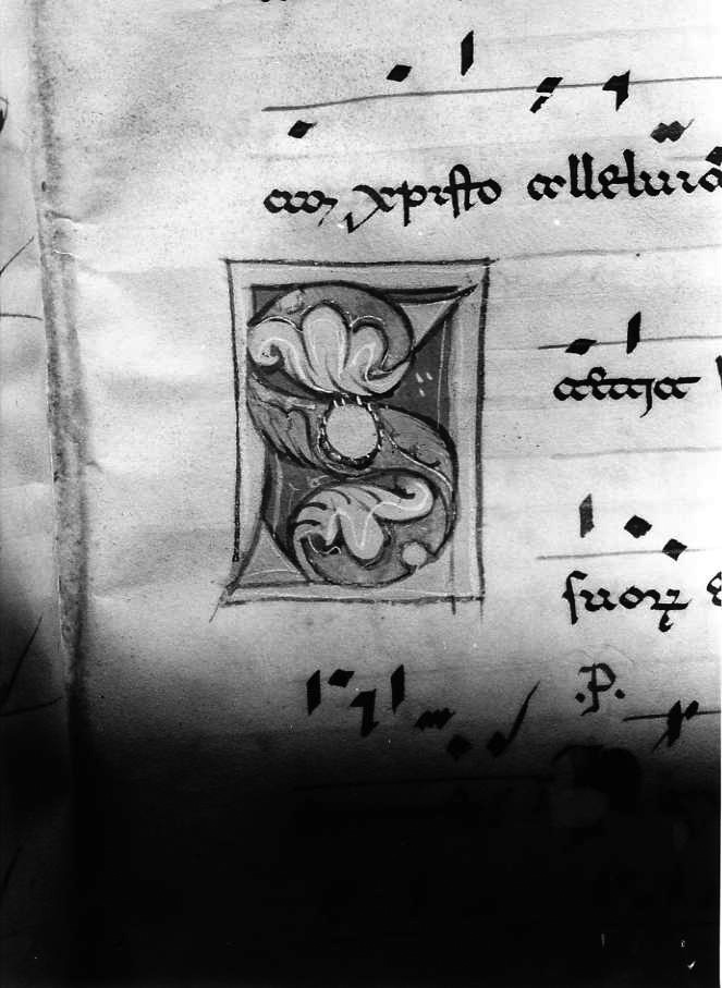 motivo decorativo fitomorfo (miniatura) - ambito cassinese (fine/inizio secc. XII/ XIII)