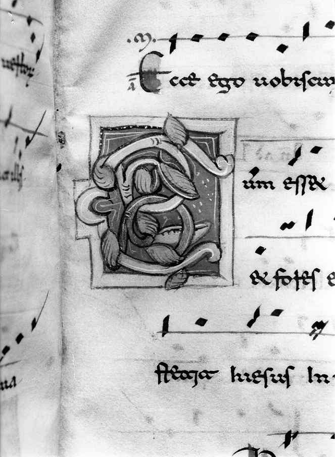 motivo decorativo fitomorfo (miniatura) - ambito cassinese (fine/inizio secc. XII/ XIII)