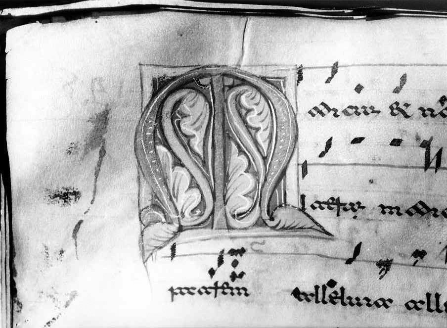 motivo decorativo fitomorfo (miniatura) - ambito cassinese (fine/inizio secc. XII/ XIII)