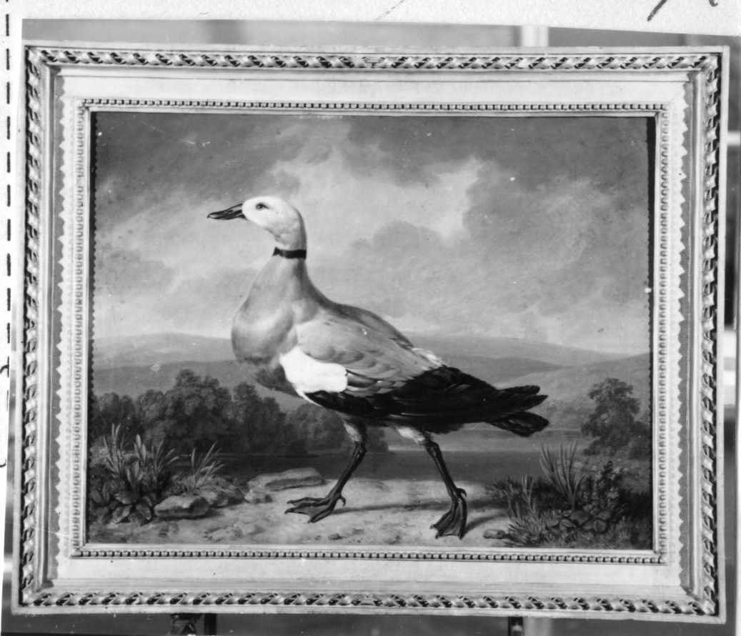 Anatra (dipinto, opera isolata) di Tischbein Johann Heinrich Wilhelm (seconda metà sec. XVIII)