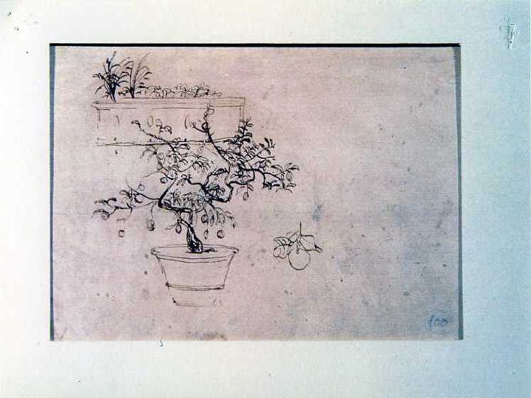 pianta di limone (disegno) di Van Wittel Gaspar (sec. XVII)