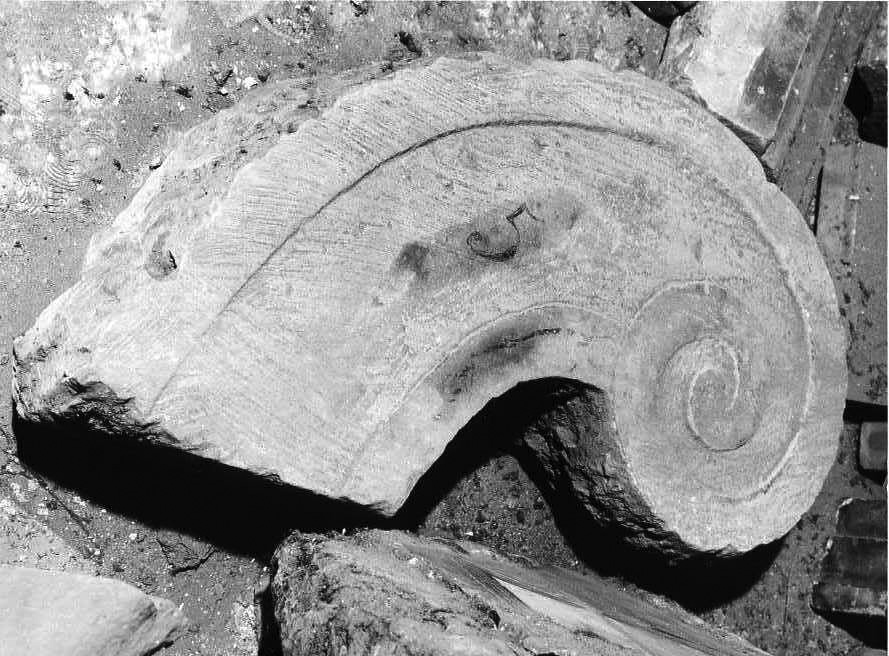 motivo decorativo a volute (decorazione plastica, frammento) - bottega campana (sec. XVII)